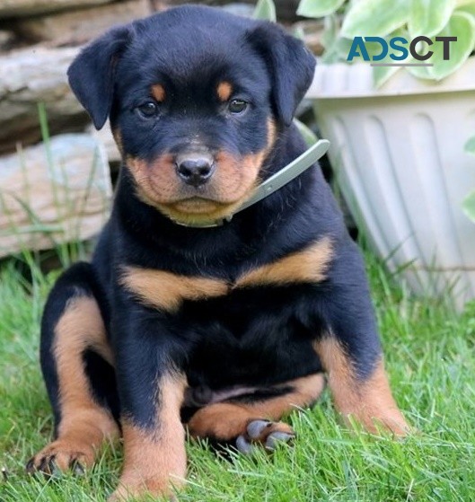  Rottweiler puppies for sale