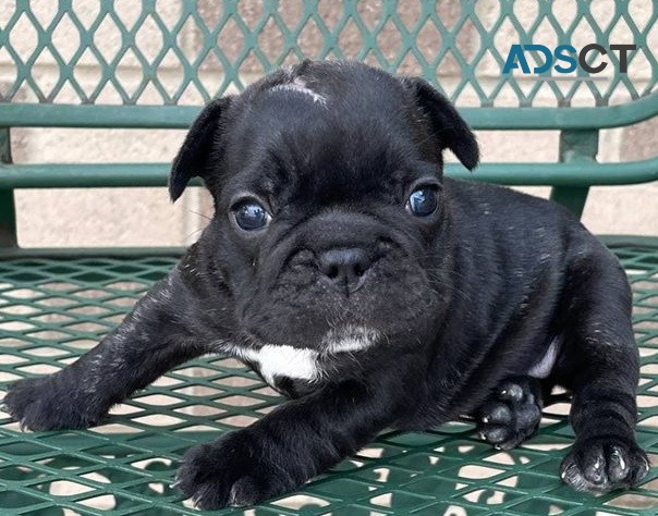  French Bulldog puppies for sale