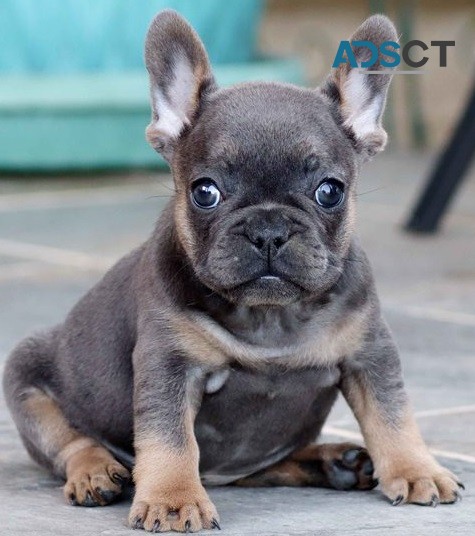 French Bulldog puppies for sale