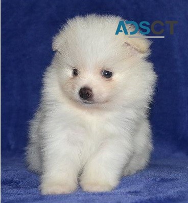 Cute Pomeranian puppies for sale