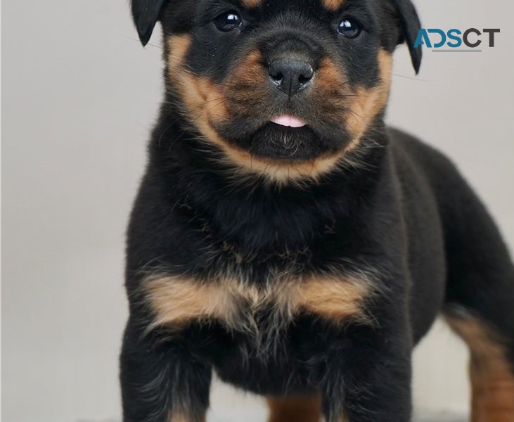 Rottweiler puppies for sale