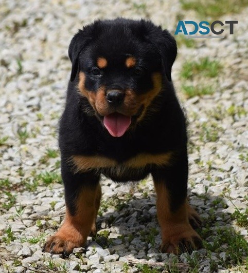 Rottweiler puppies for sale