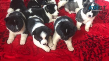 Akita Puppies