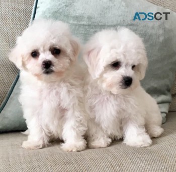 Bichon Frise  Puppies