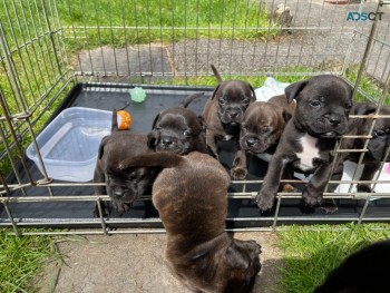 Blue Staffordshire Bull Terriers