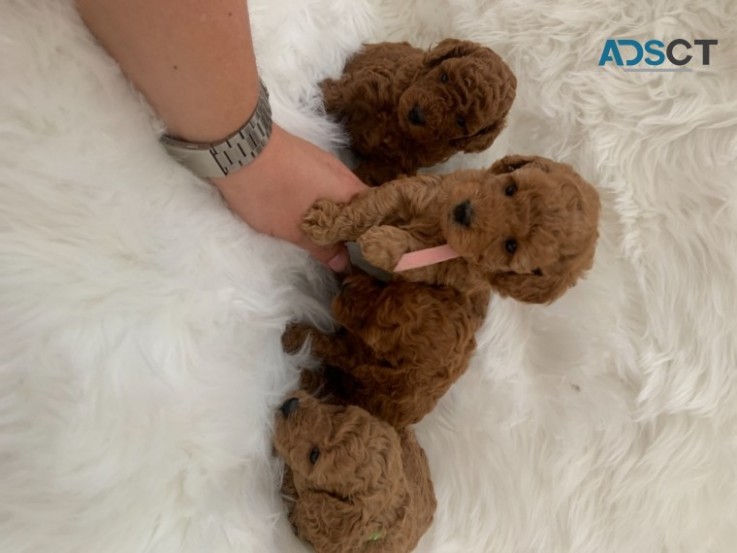  Toy Poodles Puppies 