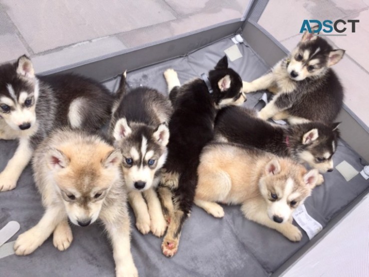 Siberian Husky Puppies