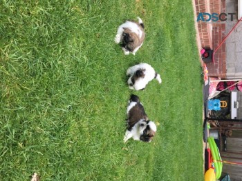 Lovely Shih-tzu Puppies