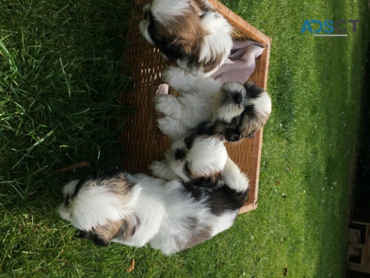 Lovely Shih-tzu Puppies