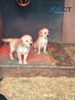 Labrador Pups