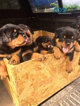  Beautiful Rottweilers Puppies