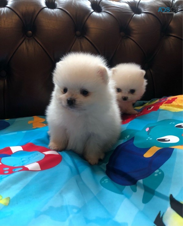   Pomeranians  Puppies