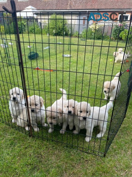 Golden Retriever puppies