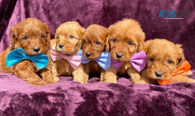 cavapoos puppies