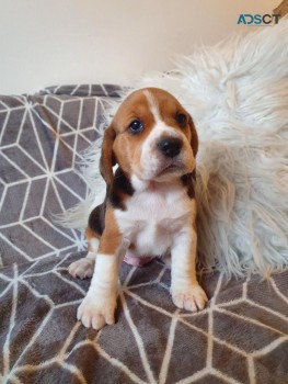 Beagle Puppies Available Now to go