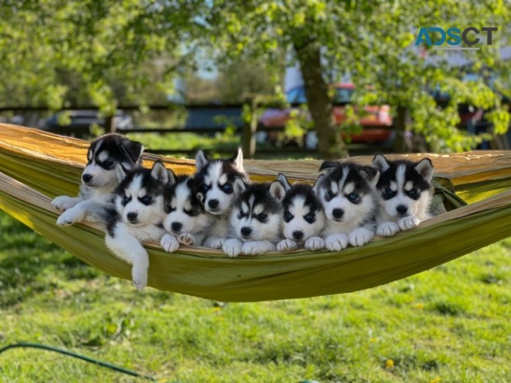 Pomsky  puppies