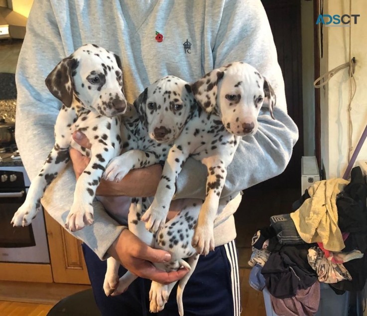 Well Trained Dalmatian Puppies for sale 