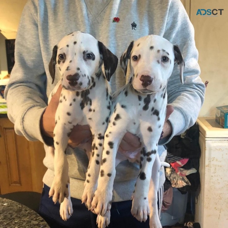 Well Trained Dalmatian Puppies for sale 