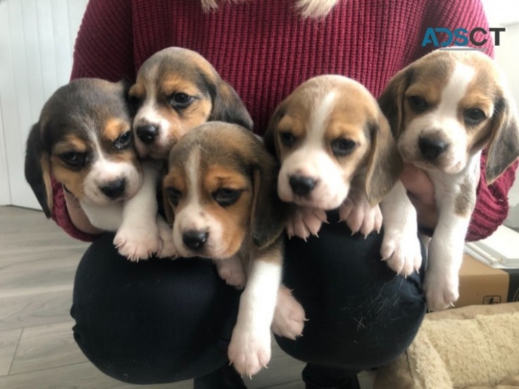 Beagle  puppies