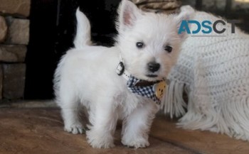 West Highland Terrier Puppies for sale 