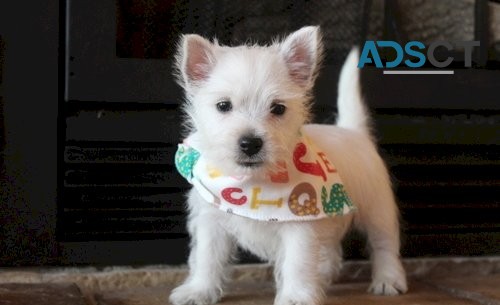 West Highland Terrier Puppies for sale 