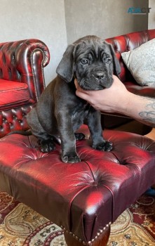 Cane Corso Puppies looking for Good home