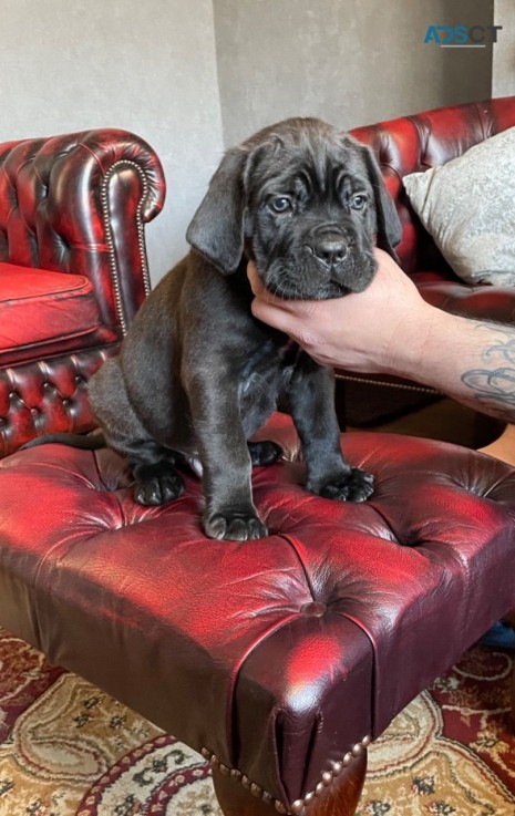 Cane Corso Puppies looking for Good home