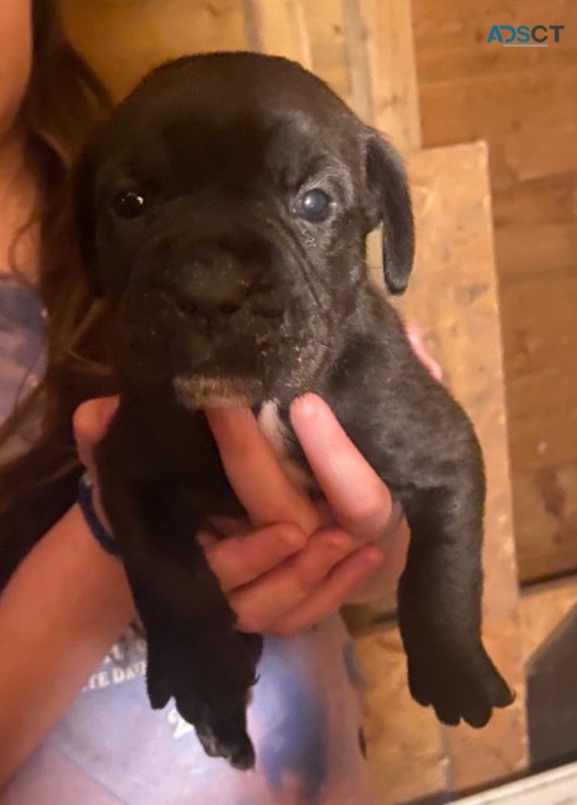 Cane Corso Puppies looking for Good home