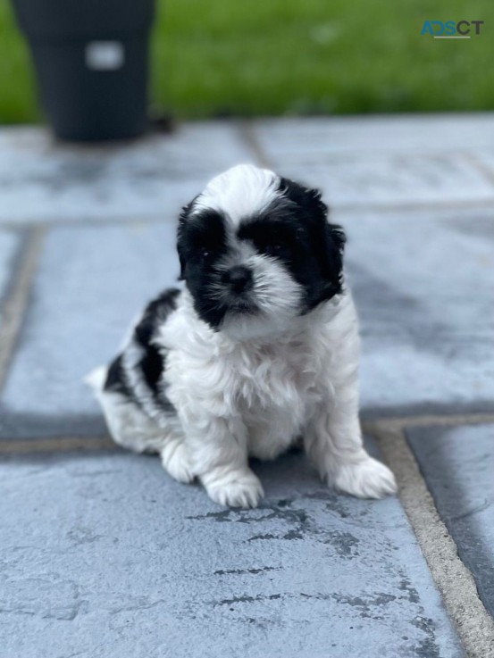 Shih Tzu Puppies looking for Good home