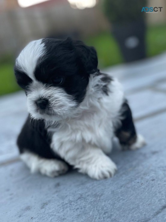 Shih Tzu Puppies looking for Good home