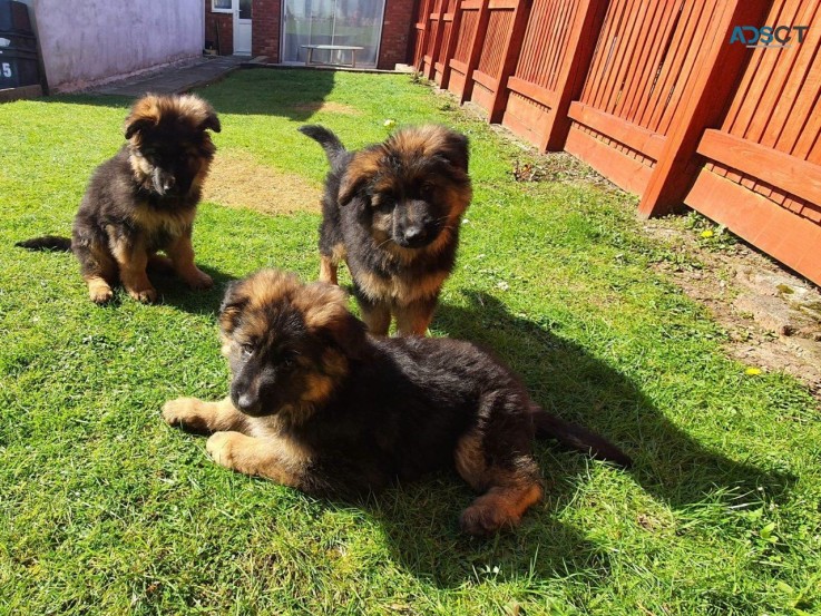 German Shepherd Puppies