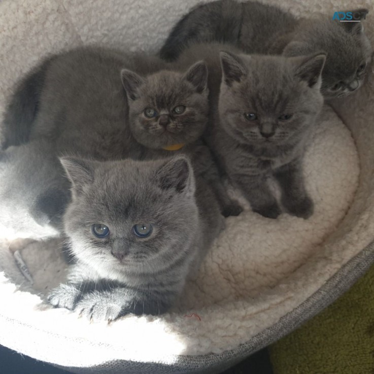 British Shorthair Kittens