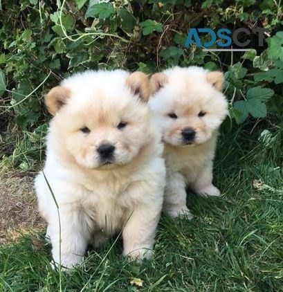 Chow Chow Puppies