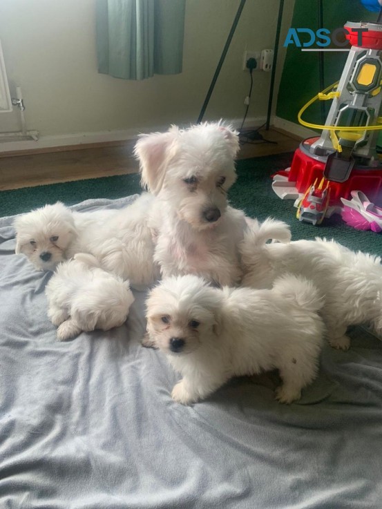 Gorgeous Maltese Puppies