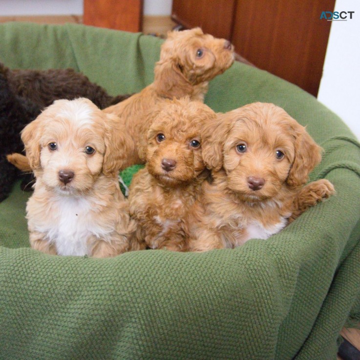 Cavapoo puppies 