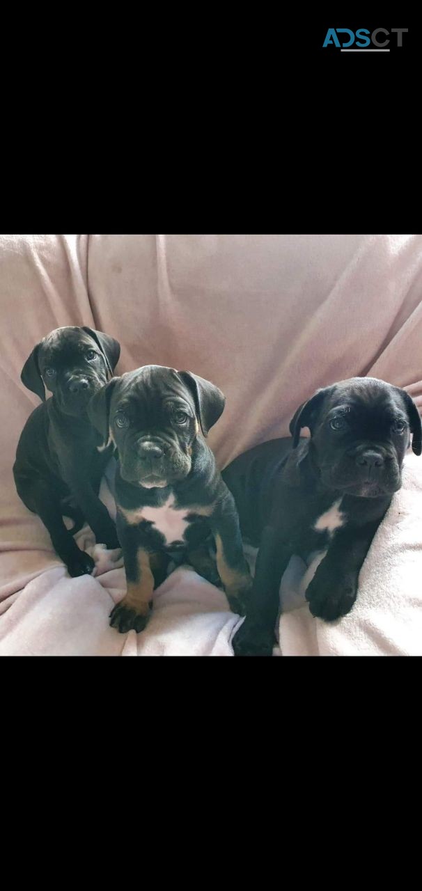 Cane Corso Pups