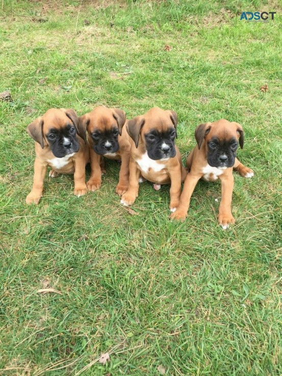 Boxer  puppies 