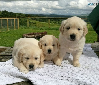 Golden Retriever Puppies for sale 