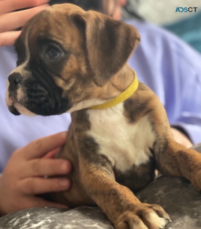 Boxer Puppies for sale 