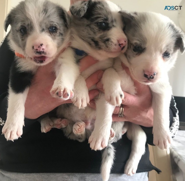  Border Collie Pups 