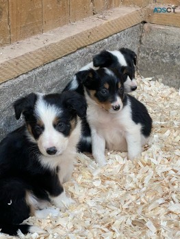 Border Collie Puppies for sale 