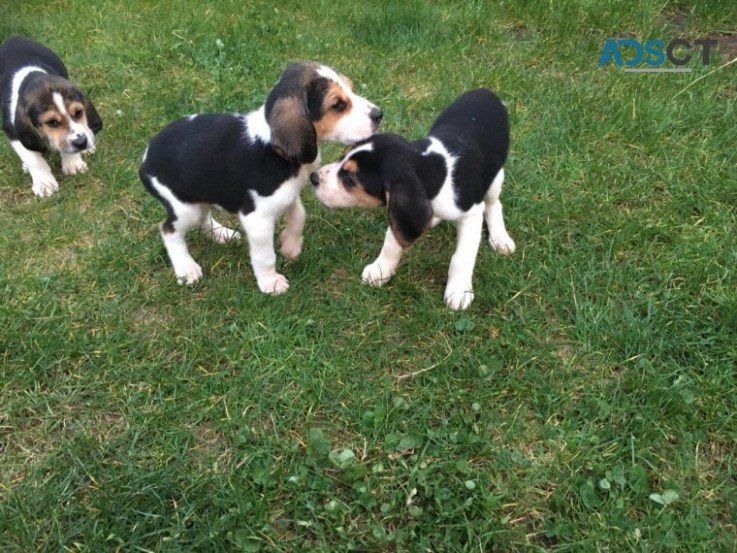 3 Lovely Beagle Puppies