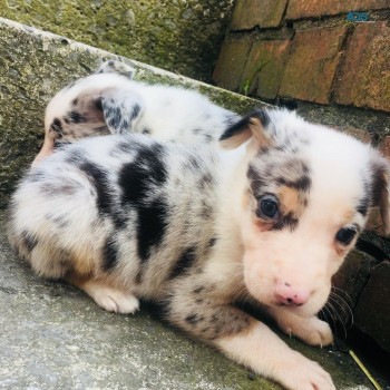 Border Collie Puppies for sale 