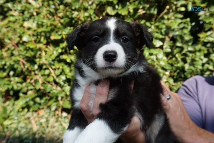 Border Collie Puppies for sale 