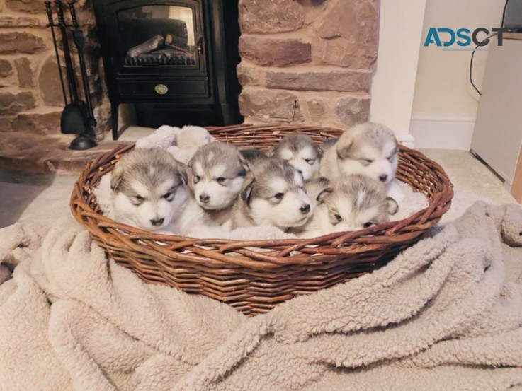 Alaskan Malamute Pups.