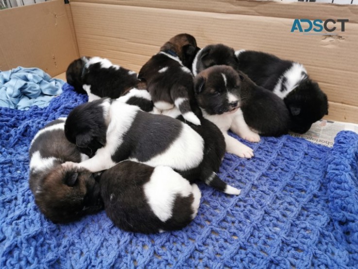 AAmerican Akita Puppies