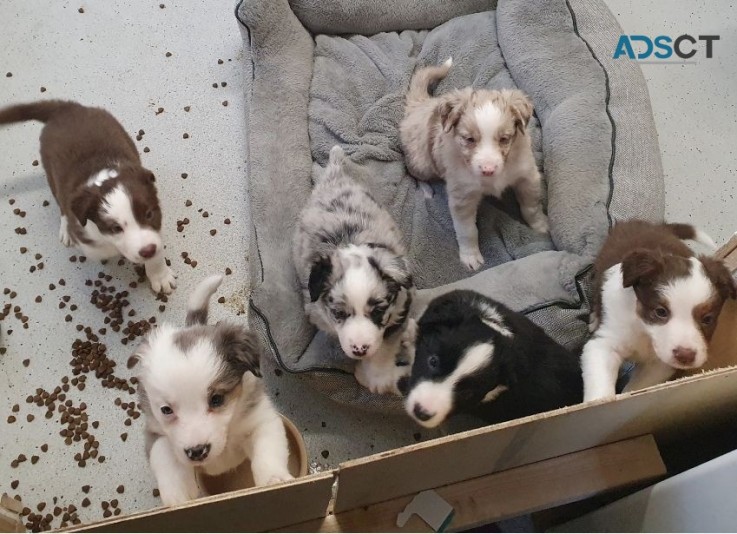  Border Collie Pups 