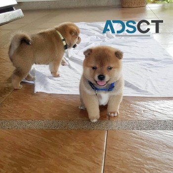  Shiba Inu Puppies 