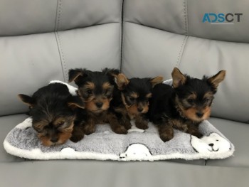 Yorkshire Terrier Puppies