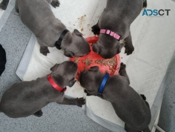 Blue Staffordshire Bull Terrier Pups